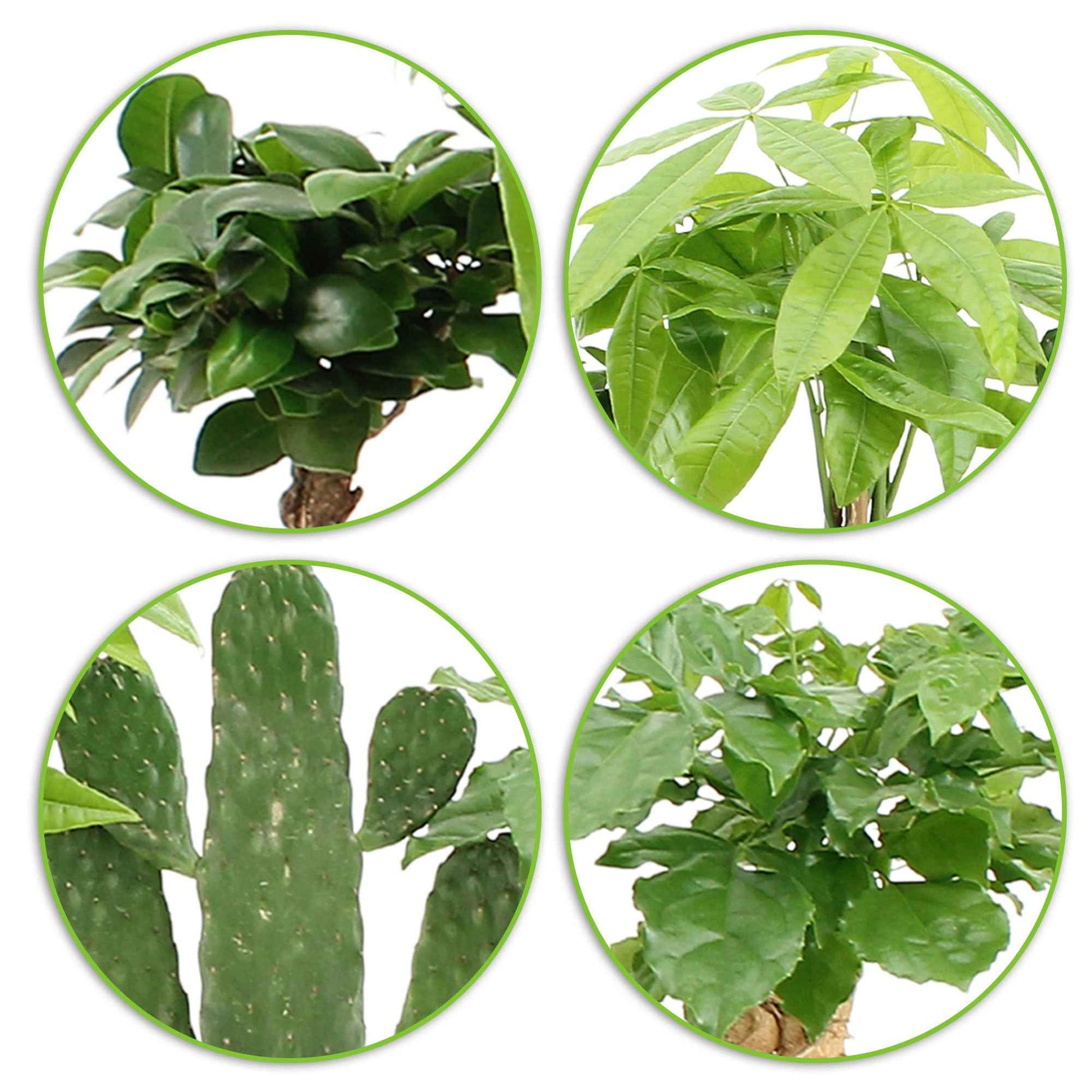 4x Asiatische Zimmerpflanzen - Mischung 'Green paradise' inkl. Ziertöpfe - Beliebte Zimmerpflanzen