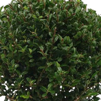 Japanische Stechpalme Ilex crenata inkl. Ziertopf aus Zink - Bäume und Hecken