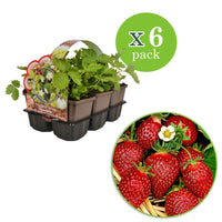 6x Erdbeere Fragaria ananassa - Mischung im Topf - Biologisch - Gemüse für die Terrasse