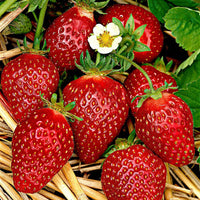 6x Erdbeere Fragaria ananassa - Mischung im Topf - Biologisch - Erdbeeren