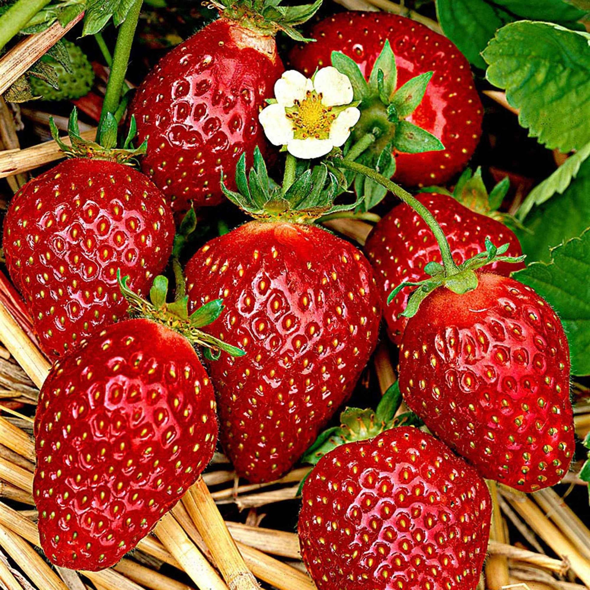 6x Erdbeere Fragaria ananassa - Mischung im Topf - Biologisch - Obst