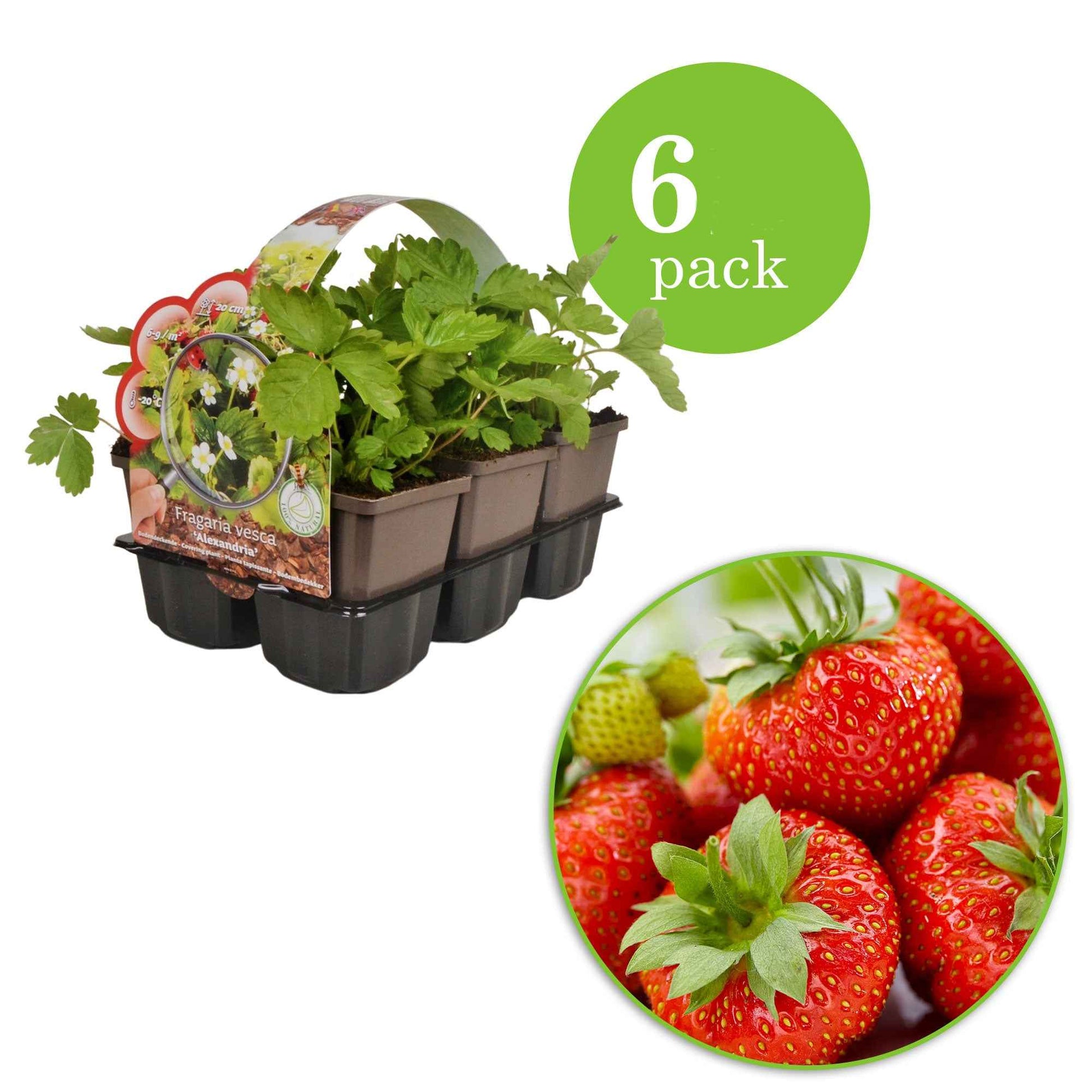 6x Erdbeere Fragaria 'Sonata' - Biologisch im Topf - Gemüse für die Terrasse