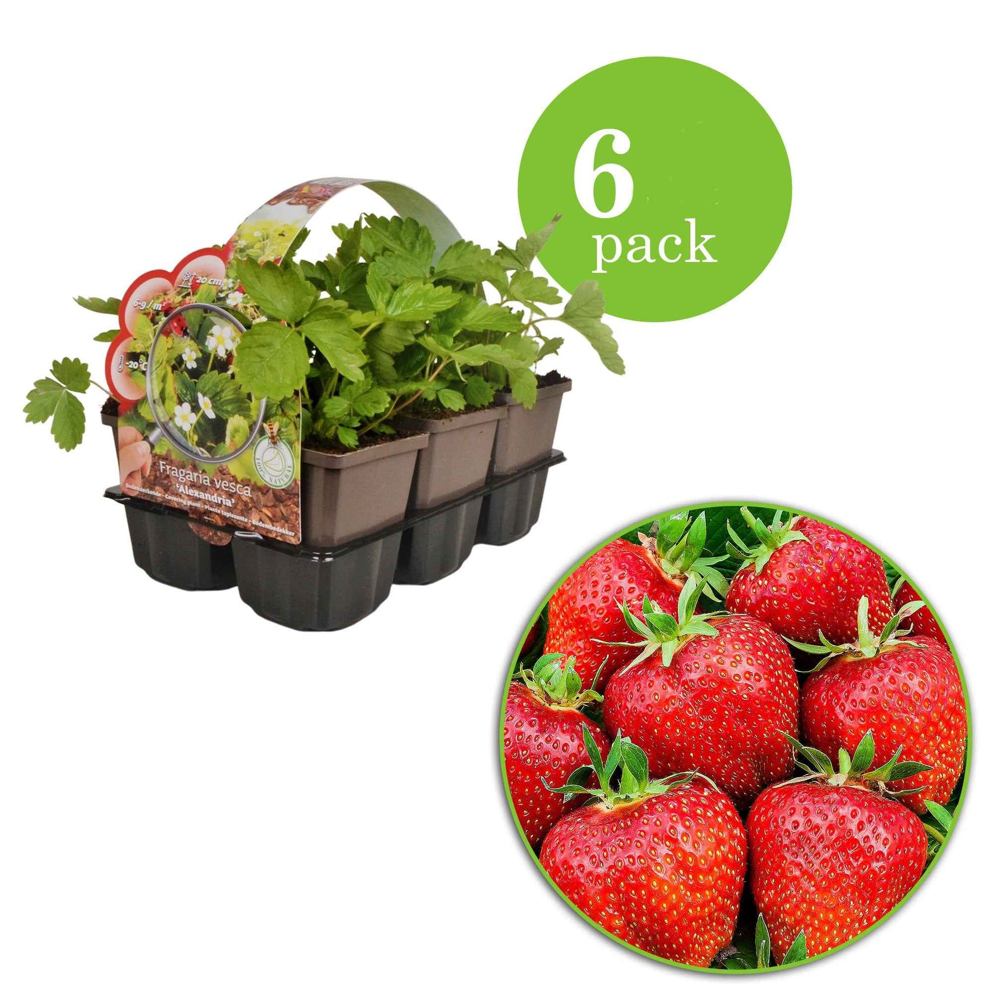 6x Erdbeere Fragaria 'Ostara' - Biologisch im Topf - Gemüsegarten-Trends
