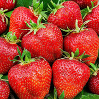 6x Erdbeere Fragaria 'Ostara' - Biologisch im Topf - Erdbeeren