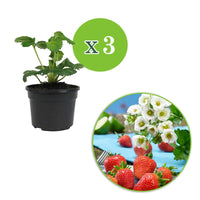 3x Erdbeere Fragaria 'Summer Breeze Snow' - Biologisch im Topf - Gemüse für die Terrasse
