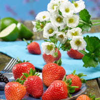 3x Erdbeere Fragaria 'Summer Breeze Snow' - Biologisch im Topf - Erdbeeren
