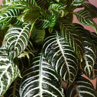Zebrapflanze Aphelandra 'Botanica' Grün-Weiß - Nach Trends