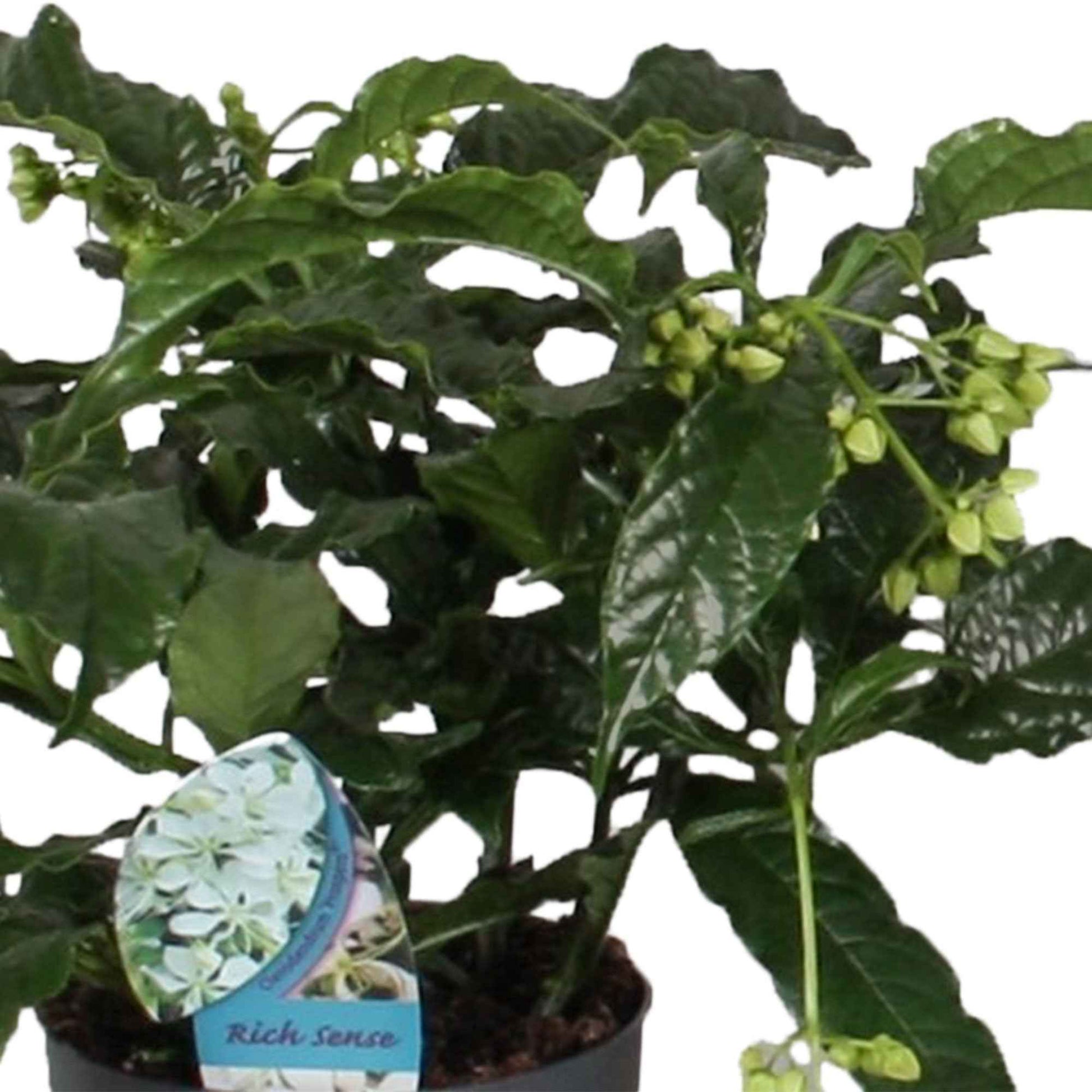 Losbaum Clerodendrum 'Prospero' Weiß - Blühende Zimmerpflanzen