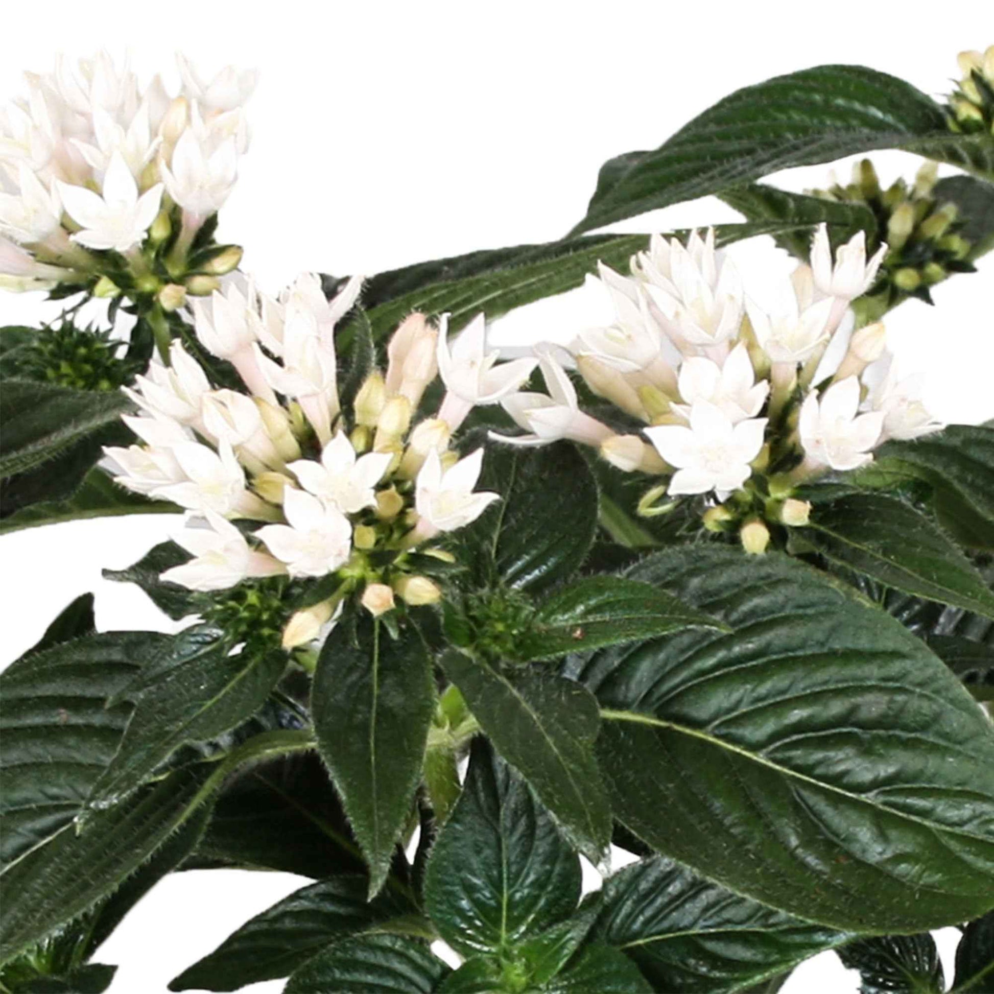 Pentas 'Starcluster' Weiß - Blühende Zimmerpflanzen