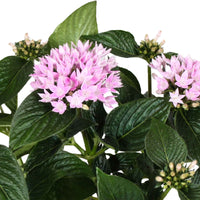 Pentas 'Starcluster' Rosa - Blühende Zimmerpflanzen
