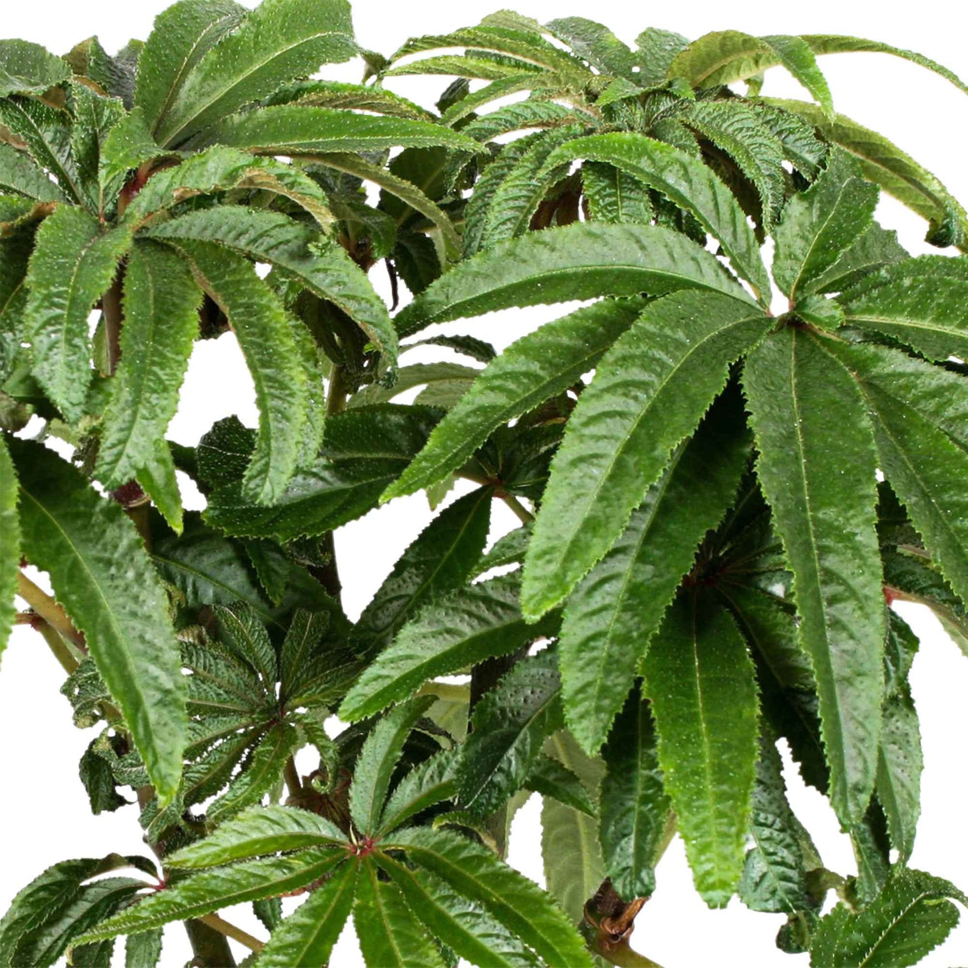 Blattbegonie Begonia luxurians - Grüne Zimmerpflanzen