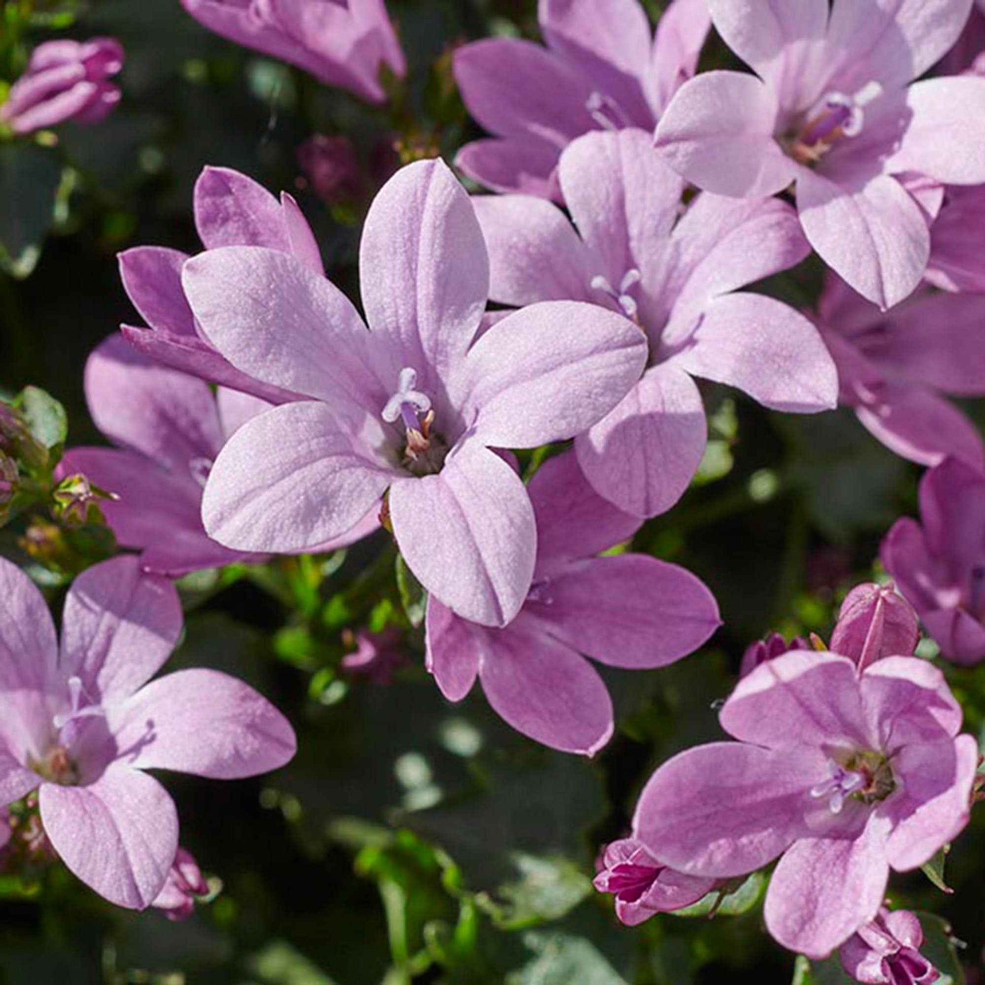 3x Glockenblume Campanula 'Amballa Pink', rosa - Winterfest 'Pink' Rosa - Winterhart - Blühende Gartenpflanzen