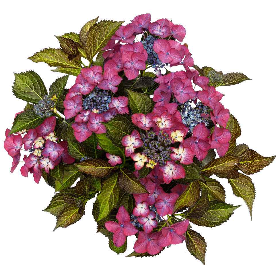 Bauernhortensie Hydrangea 'Dark Angel' Lila - Winterhart - Blühende Gartenpflanzen