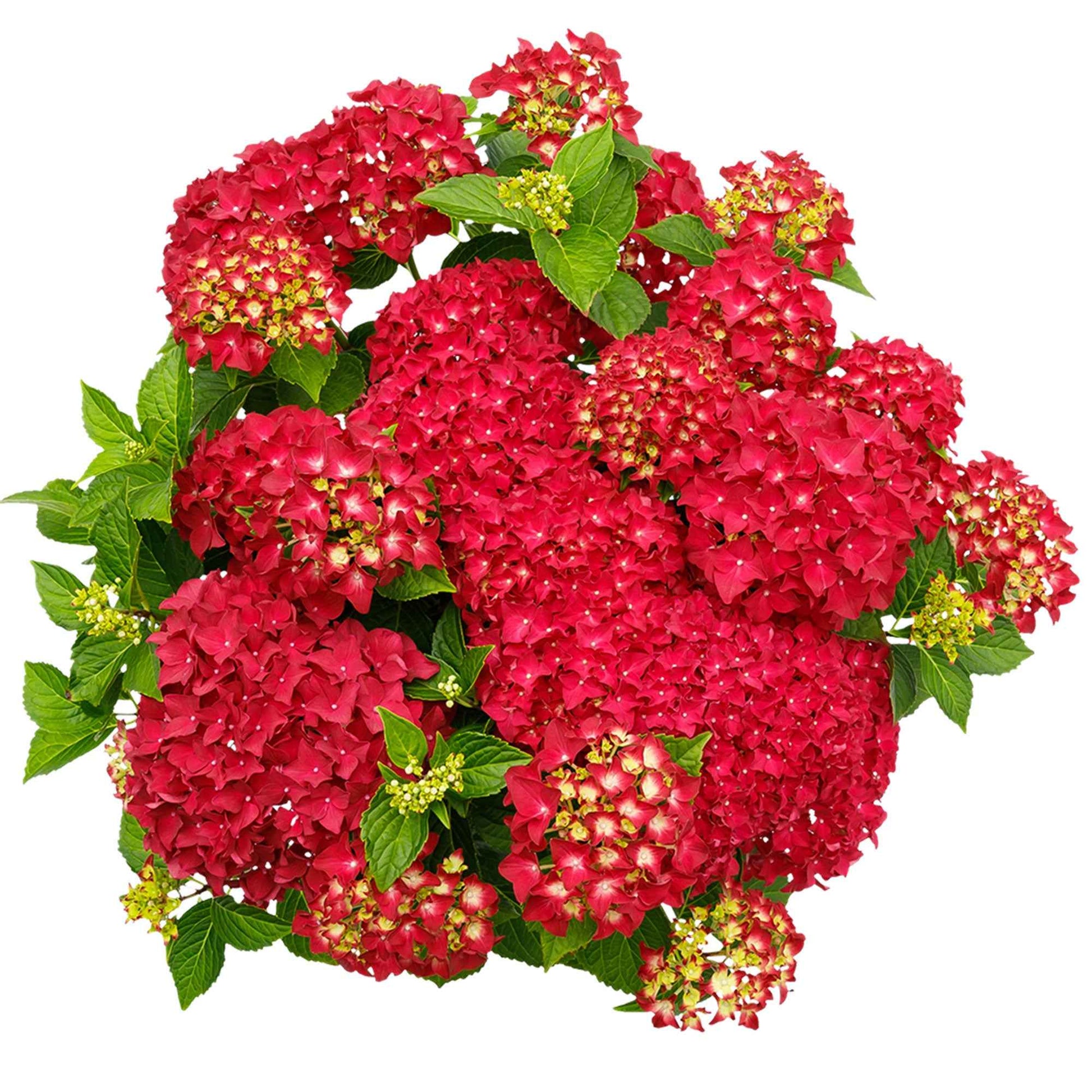 Bauernhortensie Hydrangea 'Red Reggae' Rot - Winterhart - Blühende Gartenpflanzen