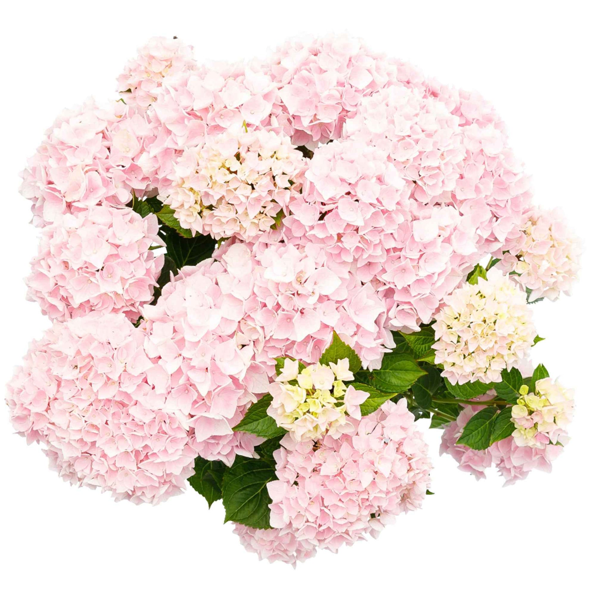 Bauernhortensie Hydrangea 'Soft Pink Salsa' Rosa - Winterhart - Blühende Büsche