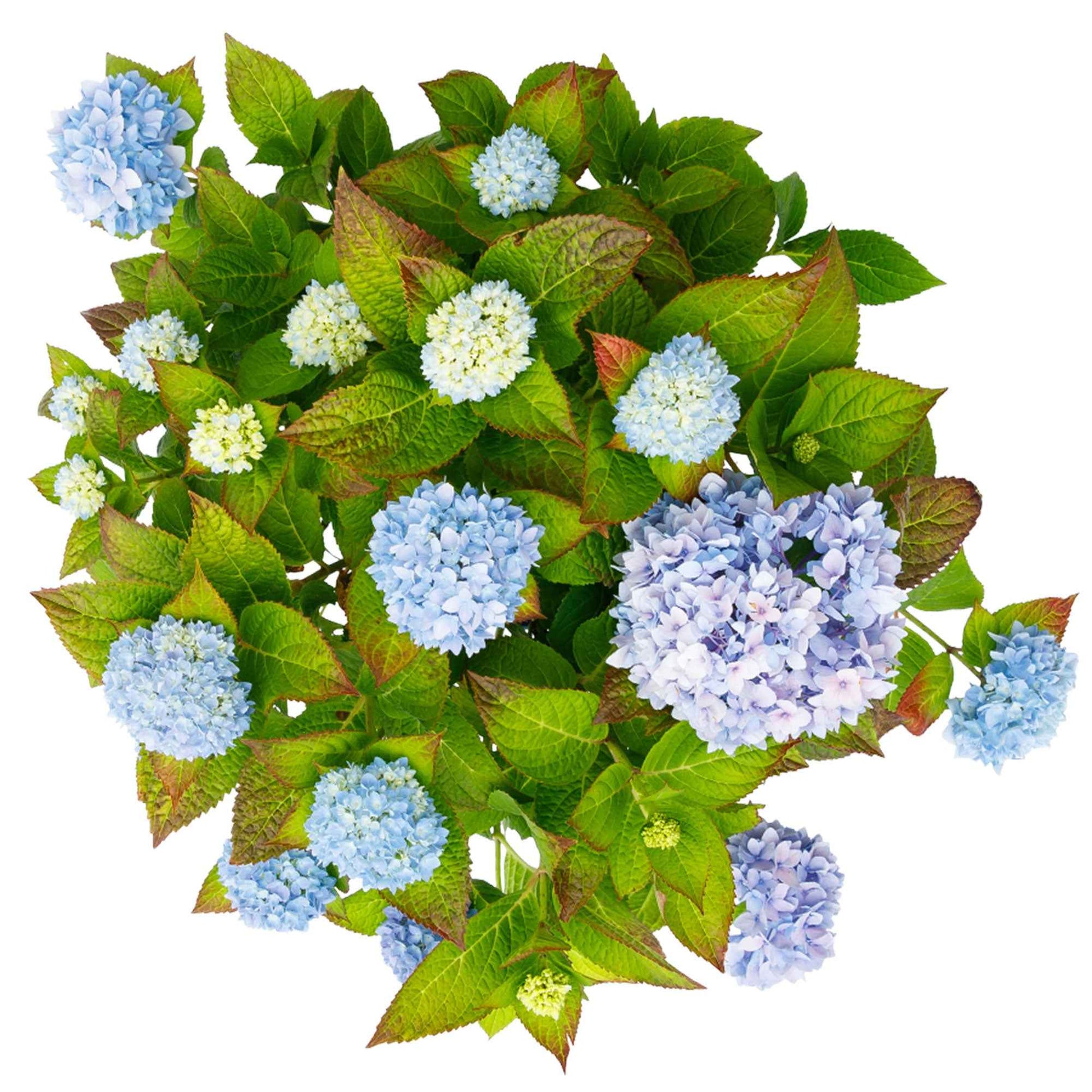 Bauernhortensie Hydrangea 'The Original Blue' Blau - Winterhart - Blühende Sträucher
