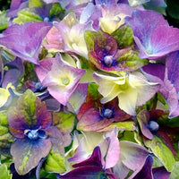 Bauernhortensie Hydrangea 'Royalty Lady Mata Hari' Blau - Winterhart - Blühende Büsche