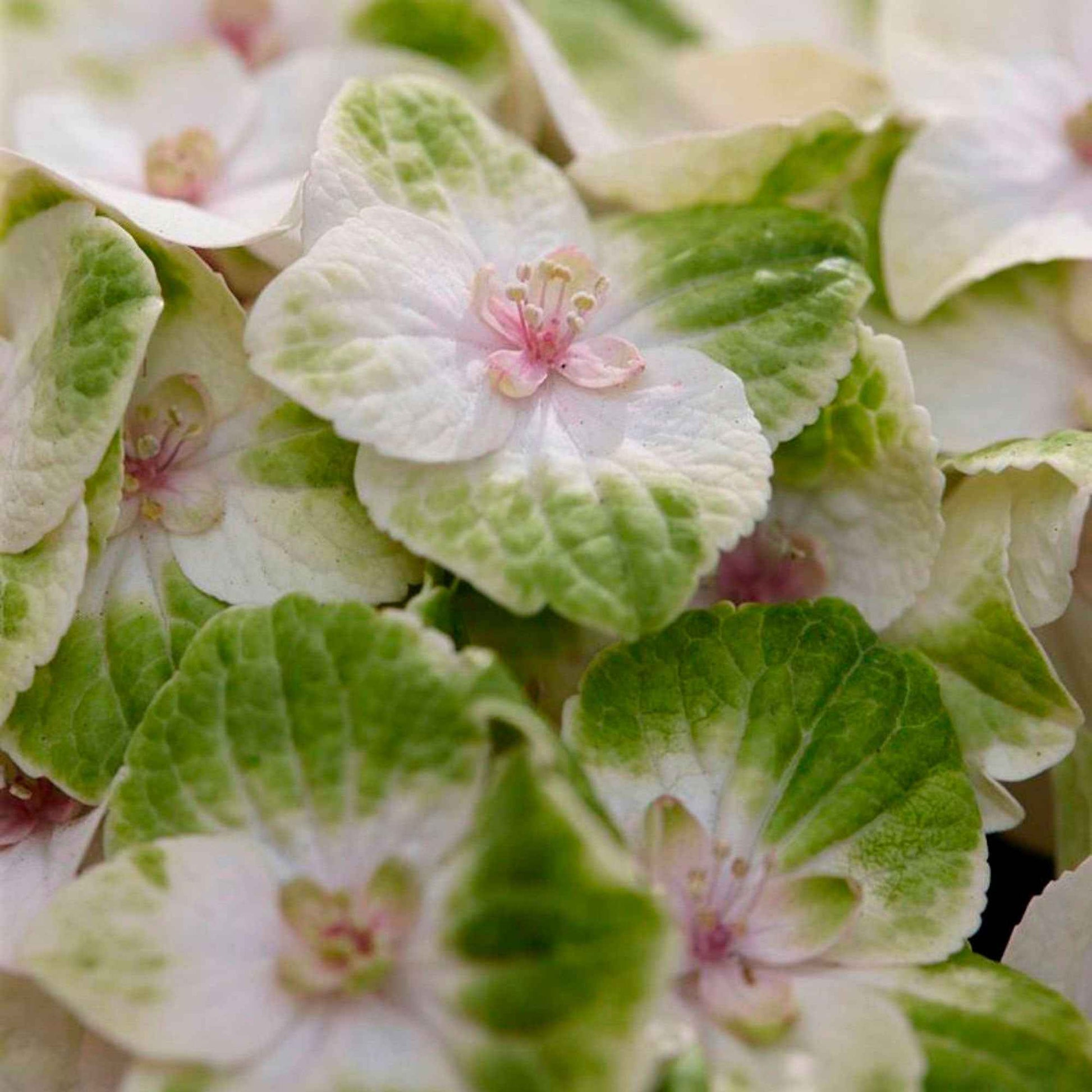 Bauernhortensie Hydrangea 'Noblesse' Weiß-Grün - Winterhart - Blühende Gartenpflanzen