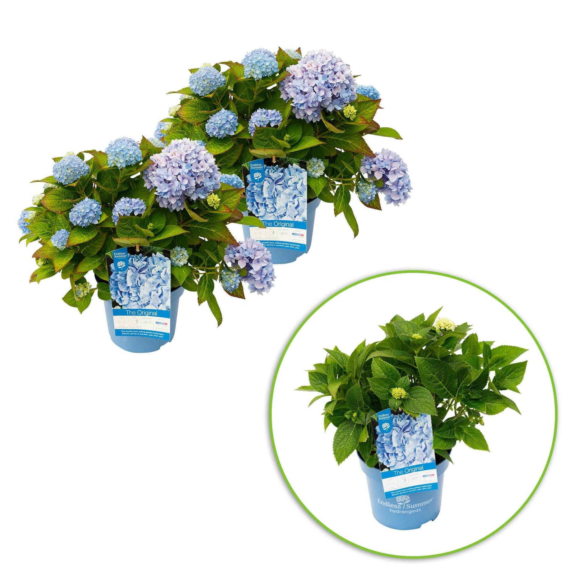 Bauernhortensie Hydrangea 'The Original Blue' Blau - Winterhart - Blühende Gartenpflanzen