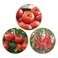 Tomatenpaket Solanum 'Volle Früchte' 30 m² - Gemüsesamen - Gemüsegarten