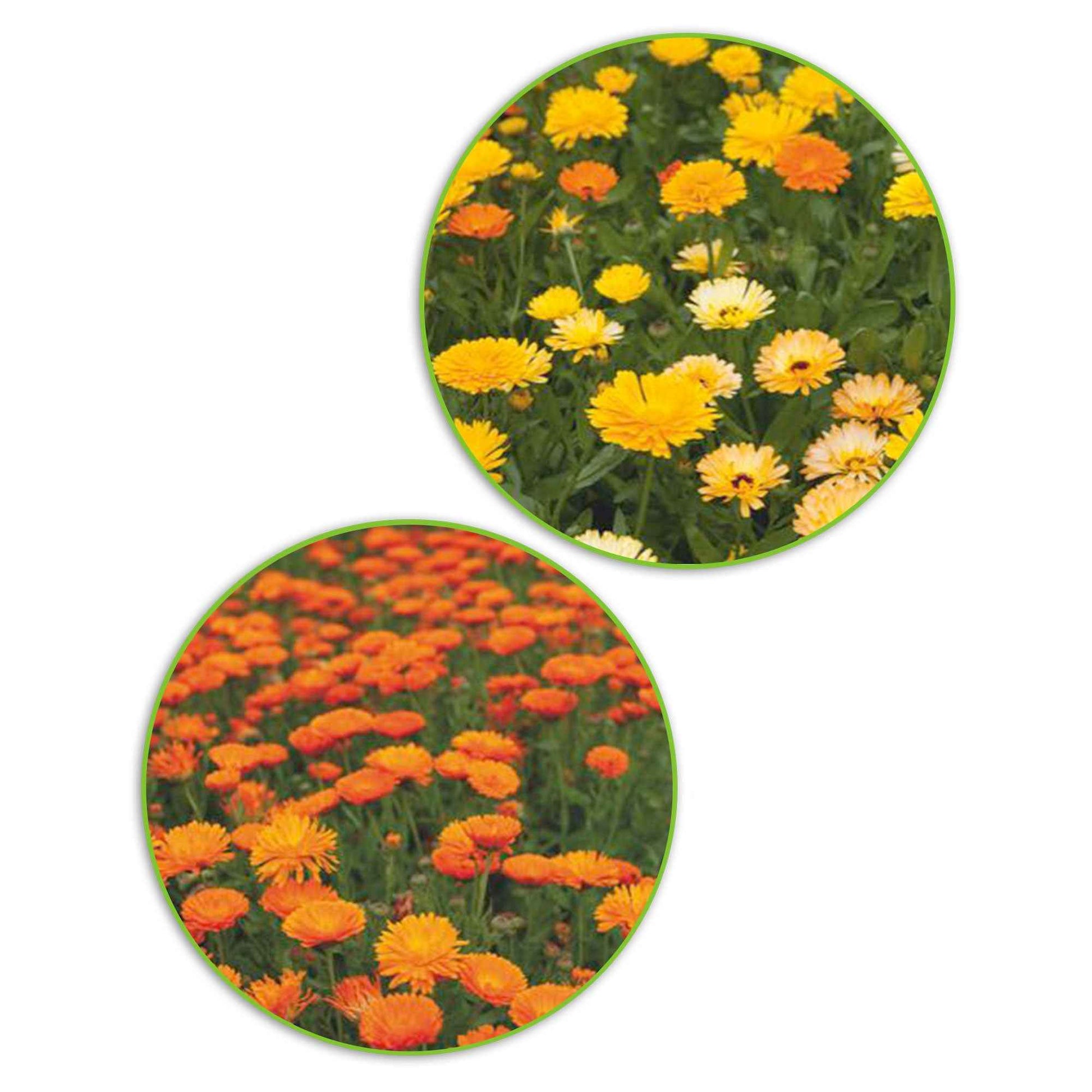Marigoldpaket Calendula 'Glitzerndes Gold' gelb-orange 5,5 m² - Blumensamen - Gartenpflanzen