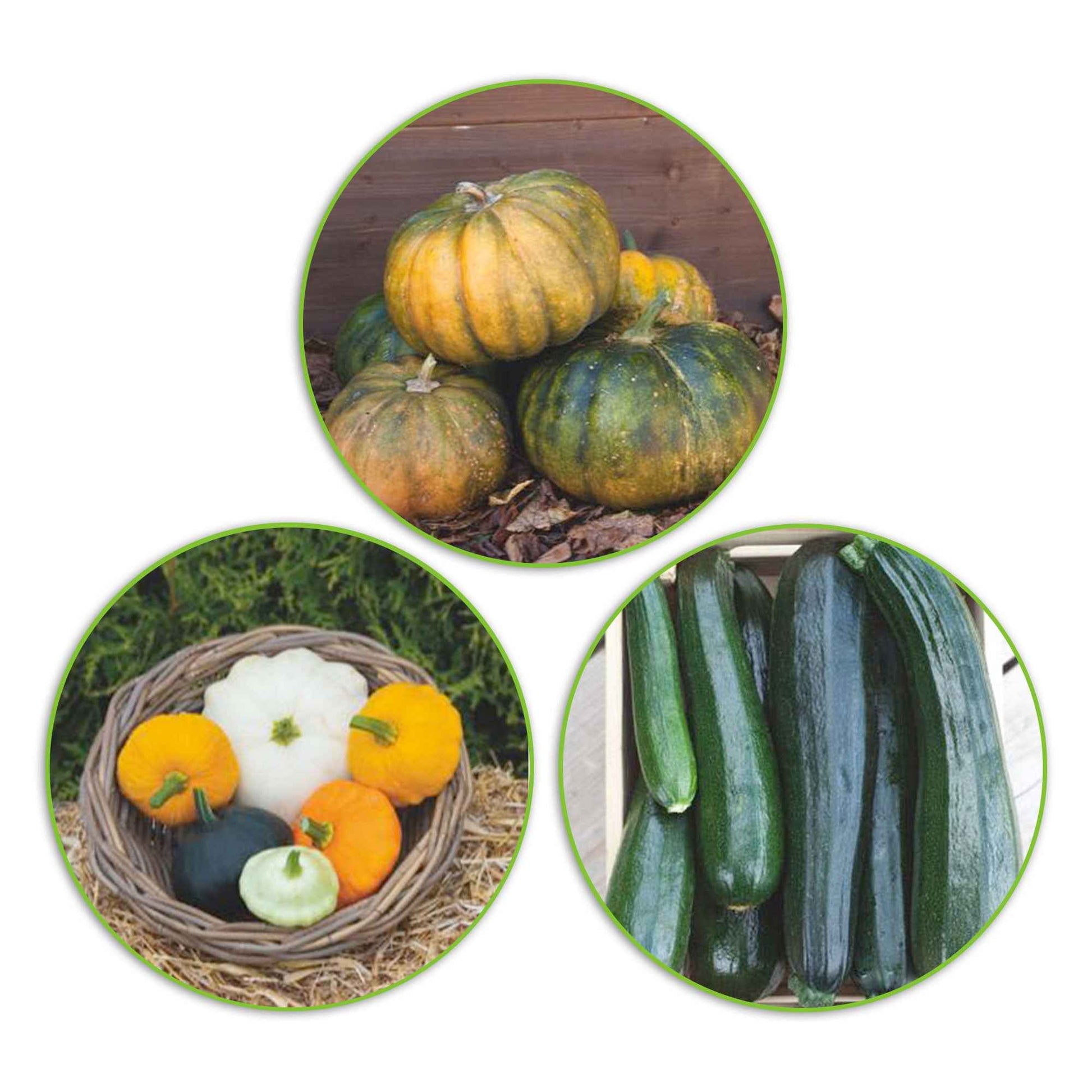 Zucchinipaket Cucurbita 'Grüner Genuss' 17 m² - Gemüsesamen - Gemüsegarten