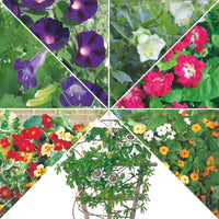 Kletterblumenpaket 'Herrliche Höhen' 42 m² - Blumensamen - Gartenpflanzen