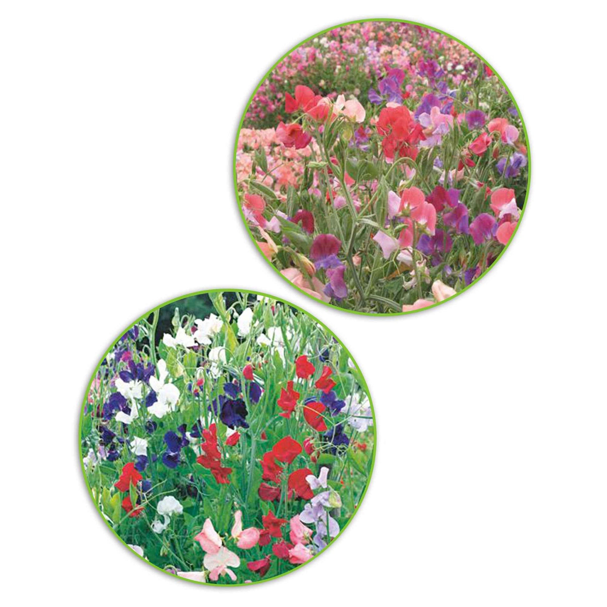 Duft-Wicken-Paket Lathyrus 'Kräftige Farben' - Biologisch 3 m² - Blumensamen - Gartenpflanzen