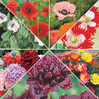 Mohnpaket 'Markanter Mohn' 16 m² - Blumensamen - Gartenpflanzen
