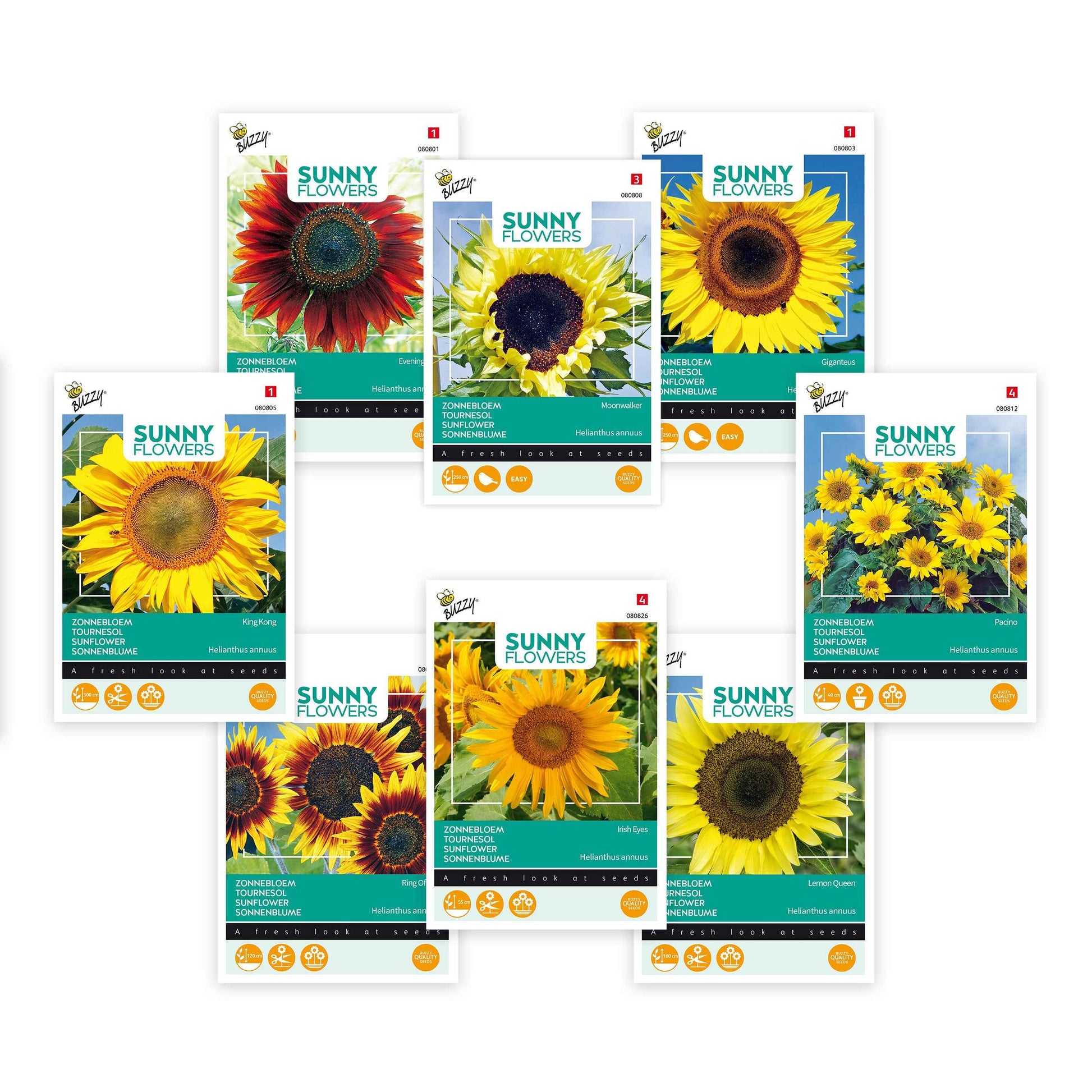 Sonnenblumenpaket Helianthus 'Goldene Glut' 31 m² - Blumensamen - Blumensaat