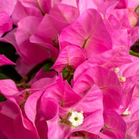 Bougainvillea hybride 'Vera Deep Purple' rosa - Balkonpflanzen