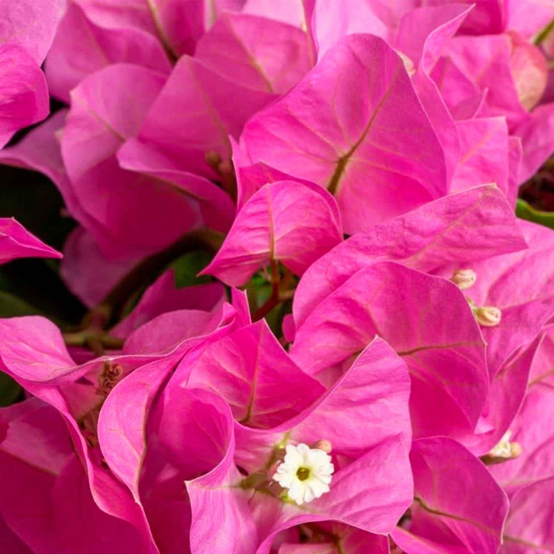 Bougainvillea hybride 'Vera Deep Purple' rosa - Beetpflanzen