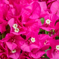 Bougainvillea hybride 'Vera Deep Purple' lila inkl. Hängetopf - Beetpflanzen