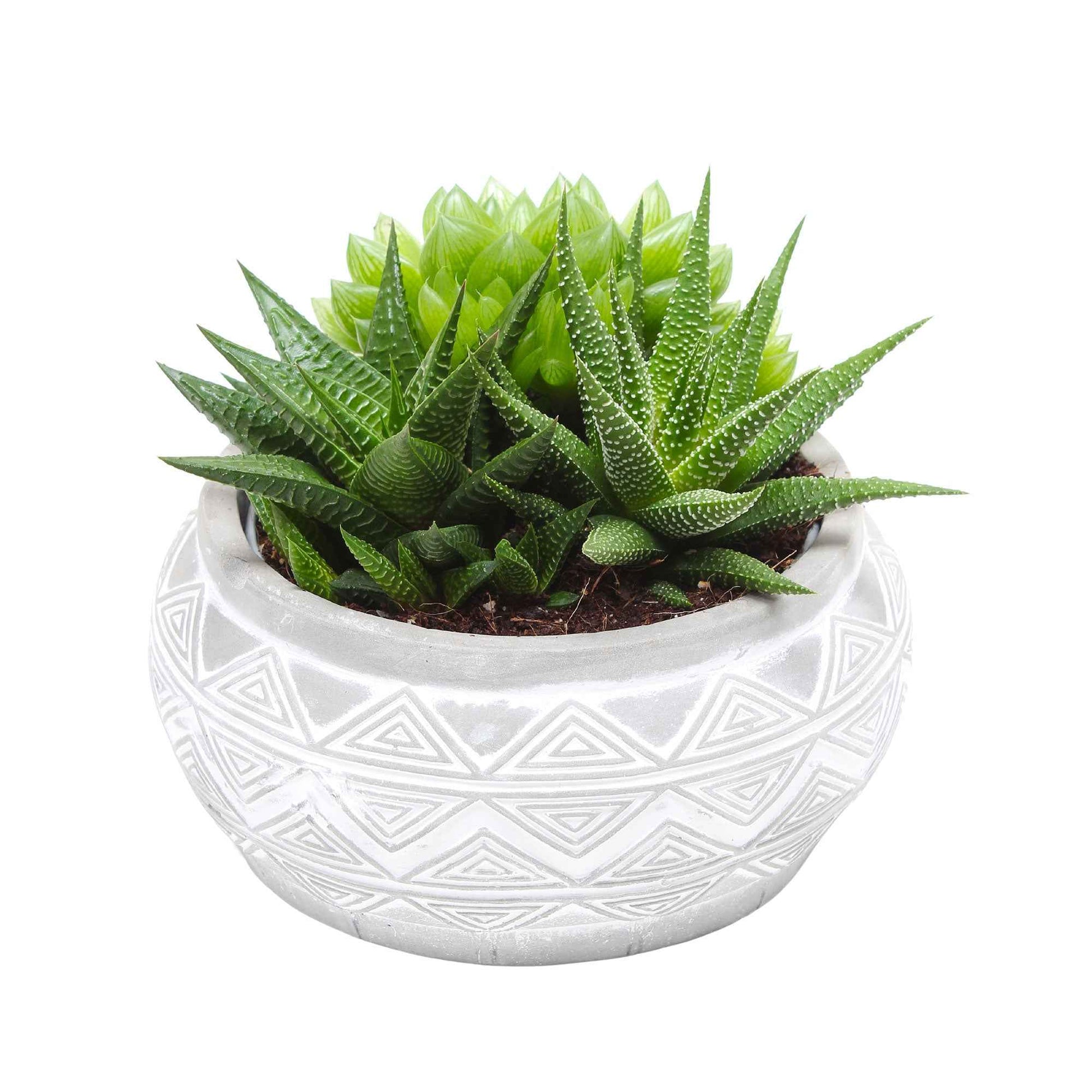 3x Succulent - Mischung 'Marrakesh' inkl. 1x Keramik-Ziertopf - Büropflanzen