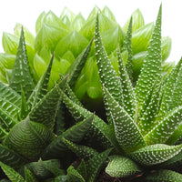 3x Succulent - Mischung 'Marrakesh' inkl. 1x Keramik-Ziertopf - Alle pflegeleichten Zimmerpflanzen