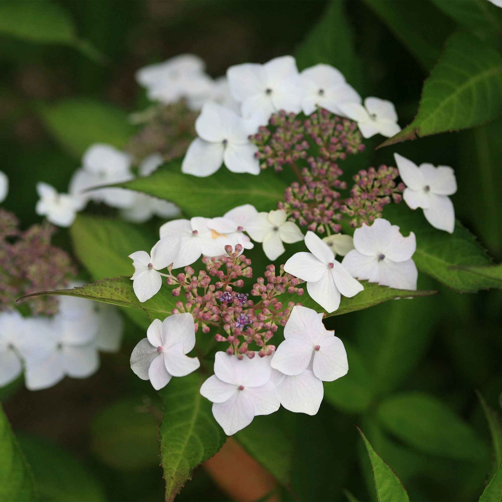 Hortensie Hydrangea serrata Weiß-Rosa - Winterhart - Blühende Gartenpflanzen