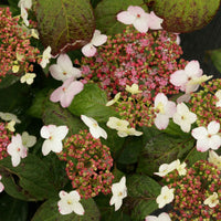 Hortensie Hydrangea serrata Weiß-Rosa - Winterhart - Blühende Sträucher