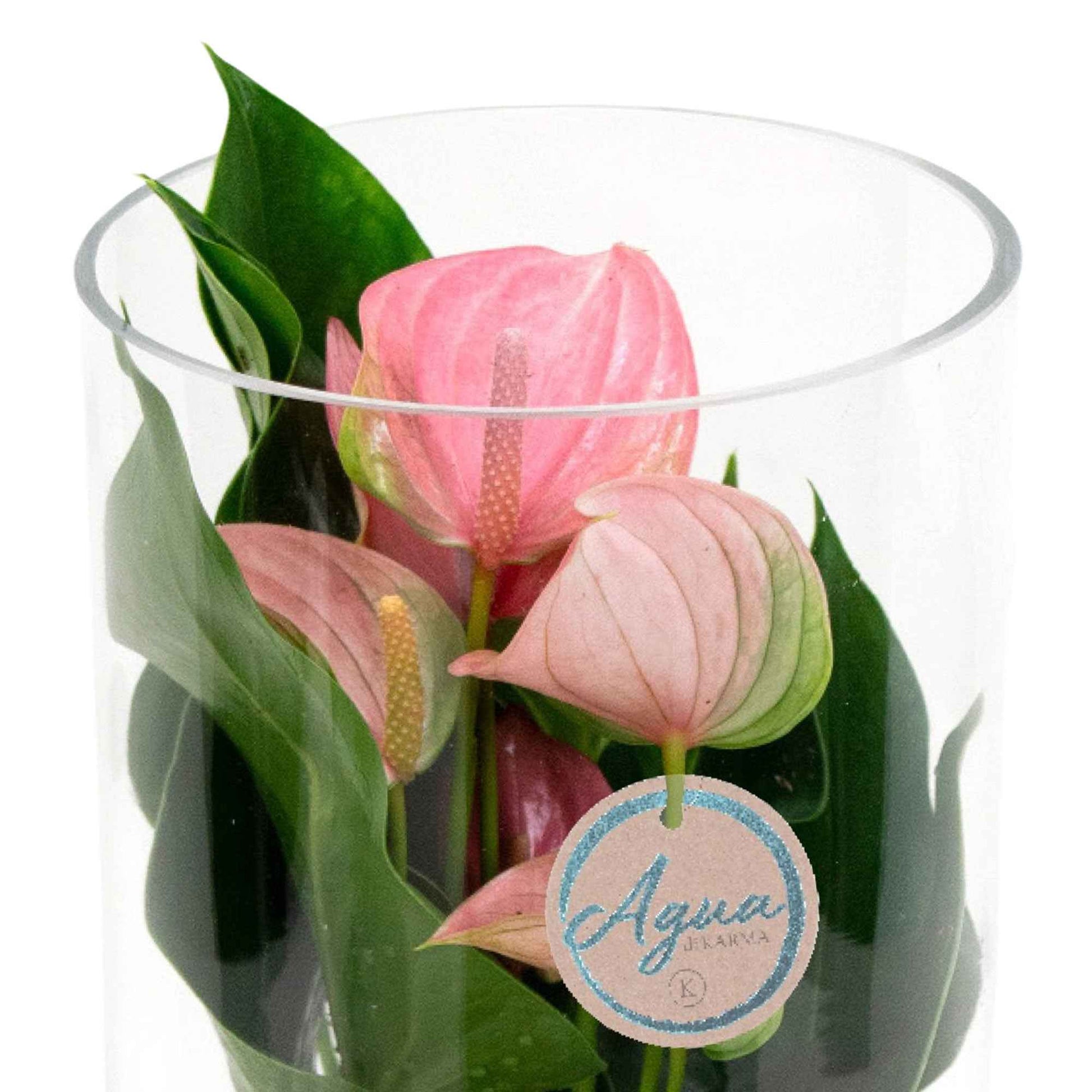 Flamingopflanze Anthurium 'Joli Pink' Rosa inkl. Ziertopf aus Glas - Alle Pflanzen mit Topf