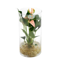 Flamingopflanze Anthurium 'Joli Peach' Lachsfarben inkl. Ziertopf aus Glas - Hydroponik - Blühende Zimmerpflanzen