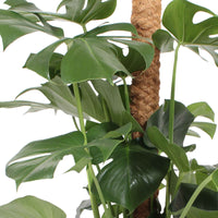 Fensterblatt Monstera pertusum XL grün inkl. Moosstock - Büropflanzen
