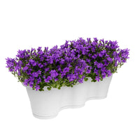 3x Glockenblume Campanula 'Ambella Intense Purple' lila inkl. Balkontopf weiß - Alle Gartenpflanzen mit Topf
