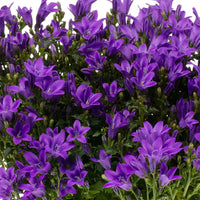 3x Glockenblume Campanula 'Ambella Intense Purple' lila inkl. Balkontopf weiß - Bienen- und schmetterlingsfreundliche Pflanzen