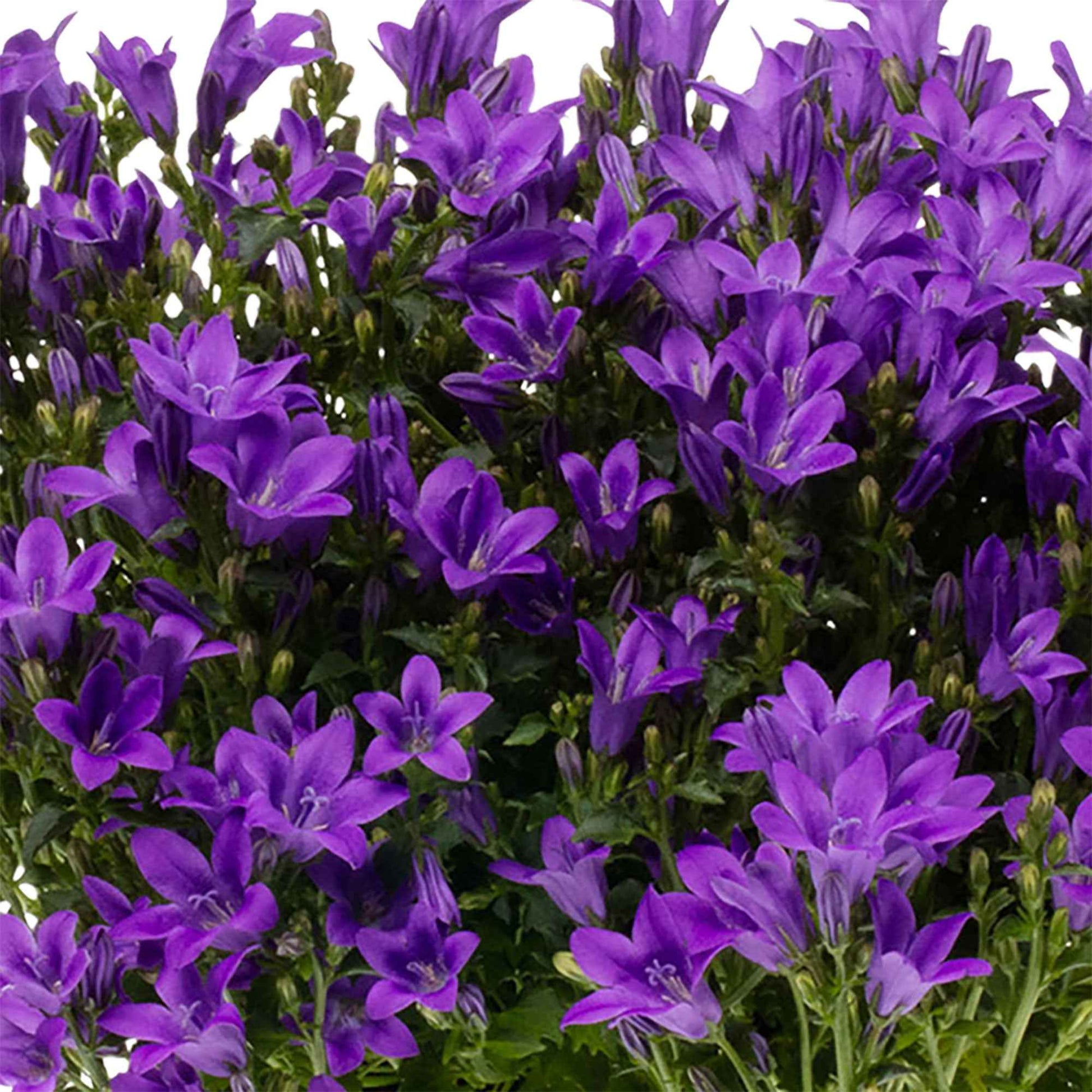 3x Glockenblume Campanula 'Ambella Intense Purple' lila inkl. Balkontopf anthrazit - Bienen- und schmetterlingsfreundliche Pflanzen