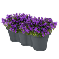 3x Glockenblume Campanula 'Ambella Intense Purple' lila inkl. Balkontopf anthrazit - Alle Gartenpflanzen mit Topf