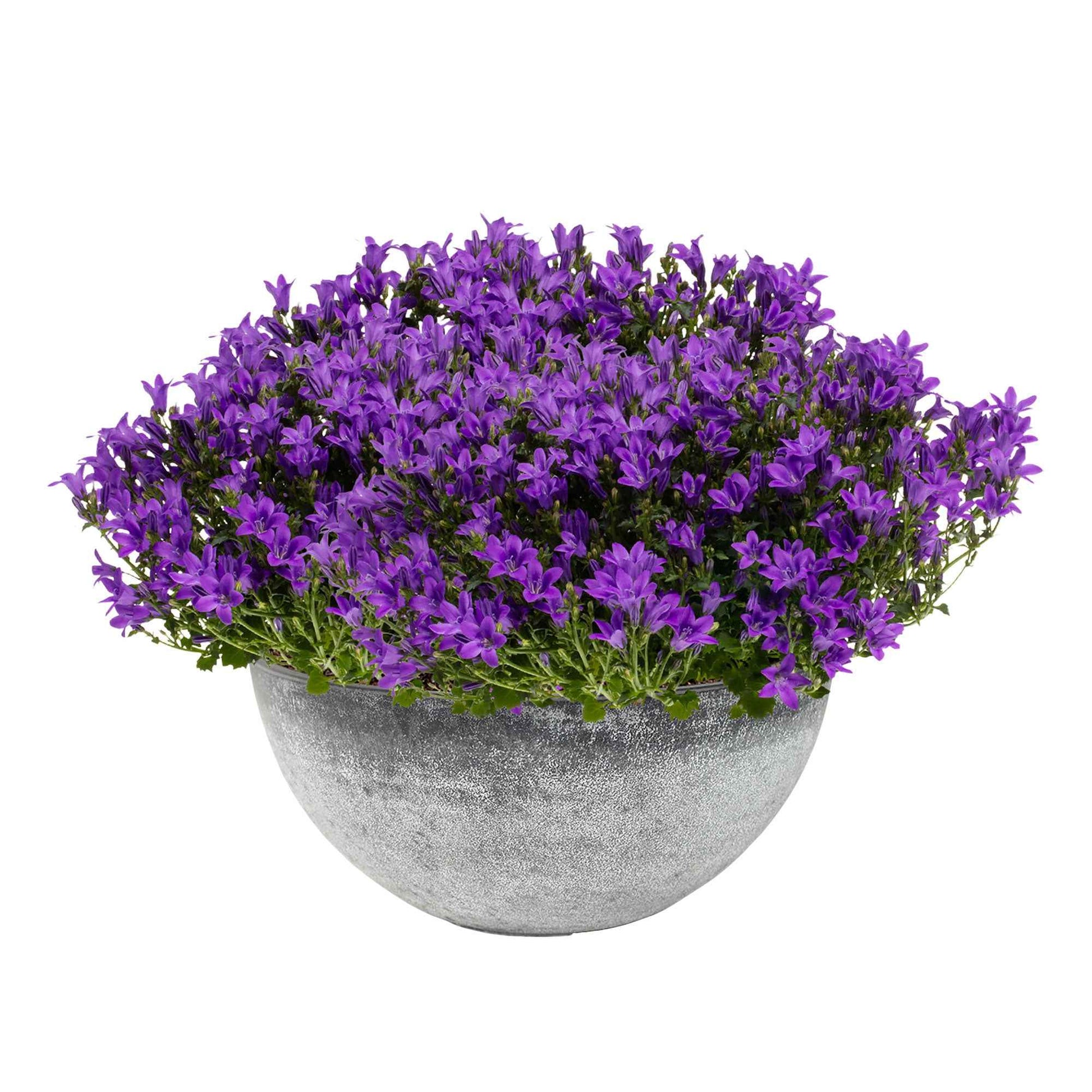 3x Glockenblume Campanula 'Ambella Intense Purple' lila inkl. Schale grau - Alle Gartenstauden