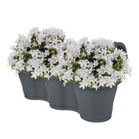 3x Glockenblume Campanula 'White' weiβ inkl. Balkontopf anthrazit - Alle Gartenpflanzen mit Topf