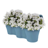 3x Glockenblume Campanula 'White' weiβ inkl. Balkontopf blau - Alle Gartenpflanzen mit Topf