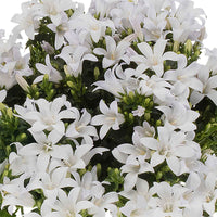 3x Glockenblume Campanula 'White' weiβ inkl. Schale schwarz - Bienen- und schmetterlingsfreundliche Pflanzen