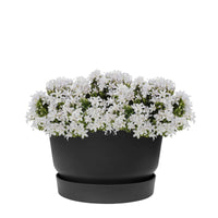 3x Glockenblume Campanula 'White' weiβ inkl. Schale schwarz - Alle Gartenpflanzen mit Topf
