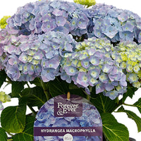 Bauernhortensie Hydrangea macrophylla Blau inkl. Dekotopf - Blühende Büsche